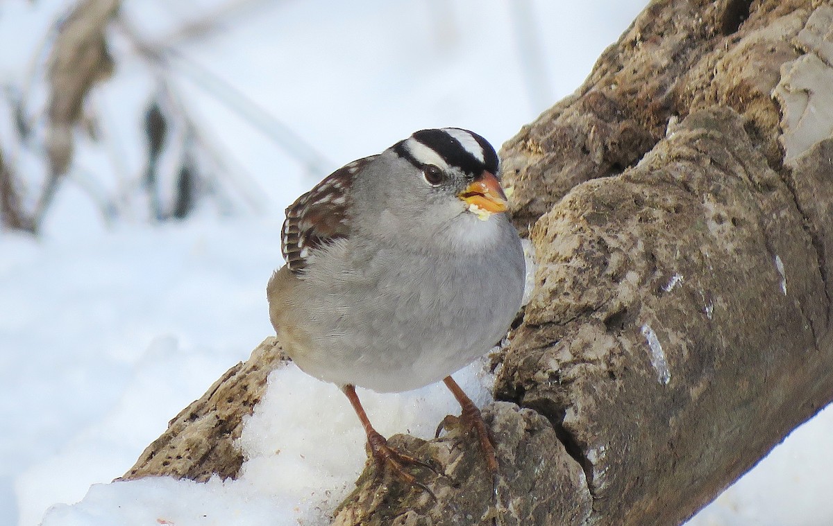 White-crowned Sparrow (Gambel's) - ML646619545