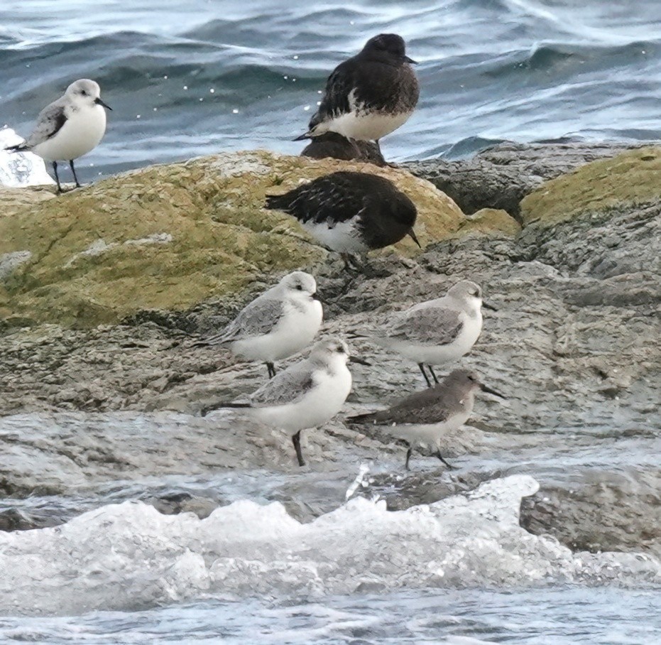 Dunlin - ML646619546