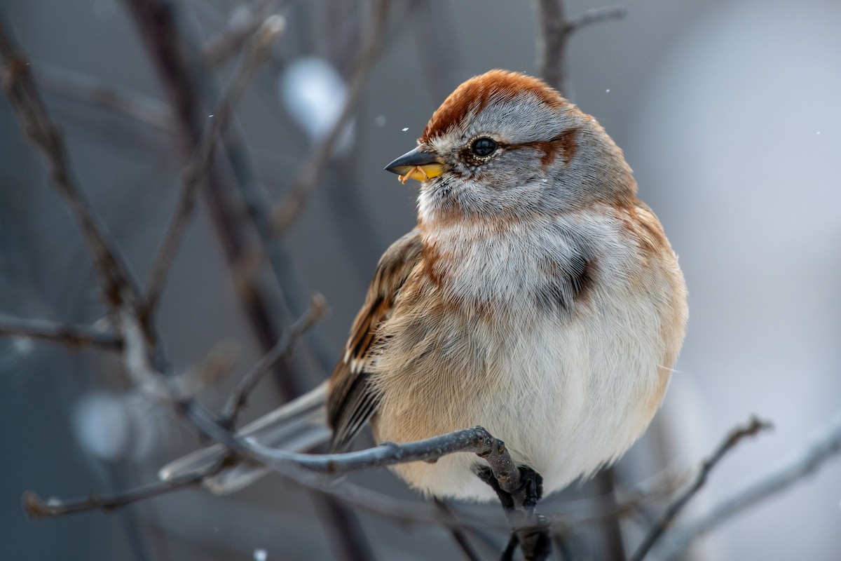 American Tree Sparrow - ML646619547