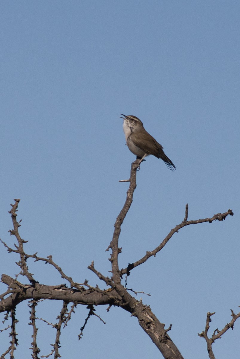 Bewick's Wren - ML646619548
