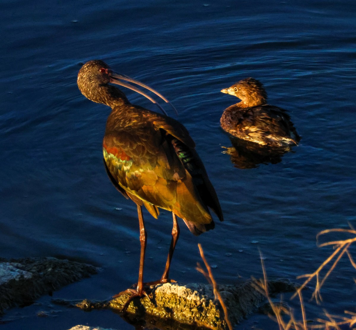 White-faced Ibis - ML646619549