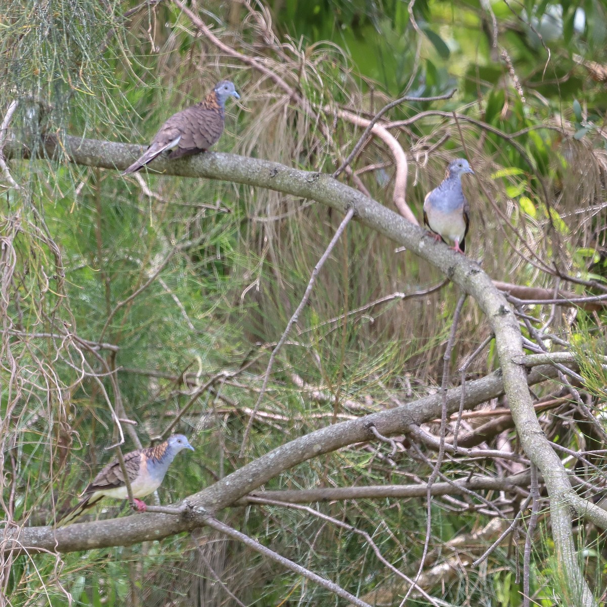 Bar-shouldered Dove - ML646619550