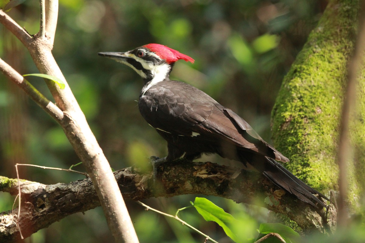 Pileated Woodpecker - ML646619551