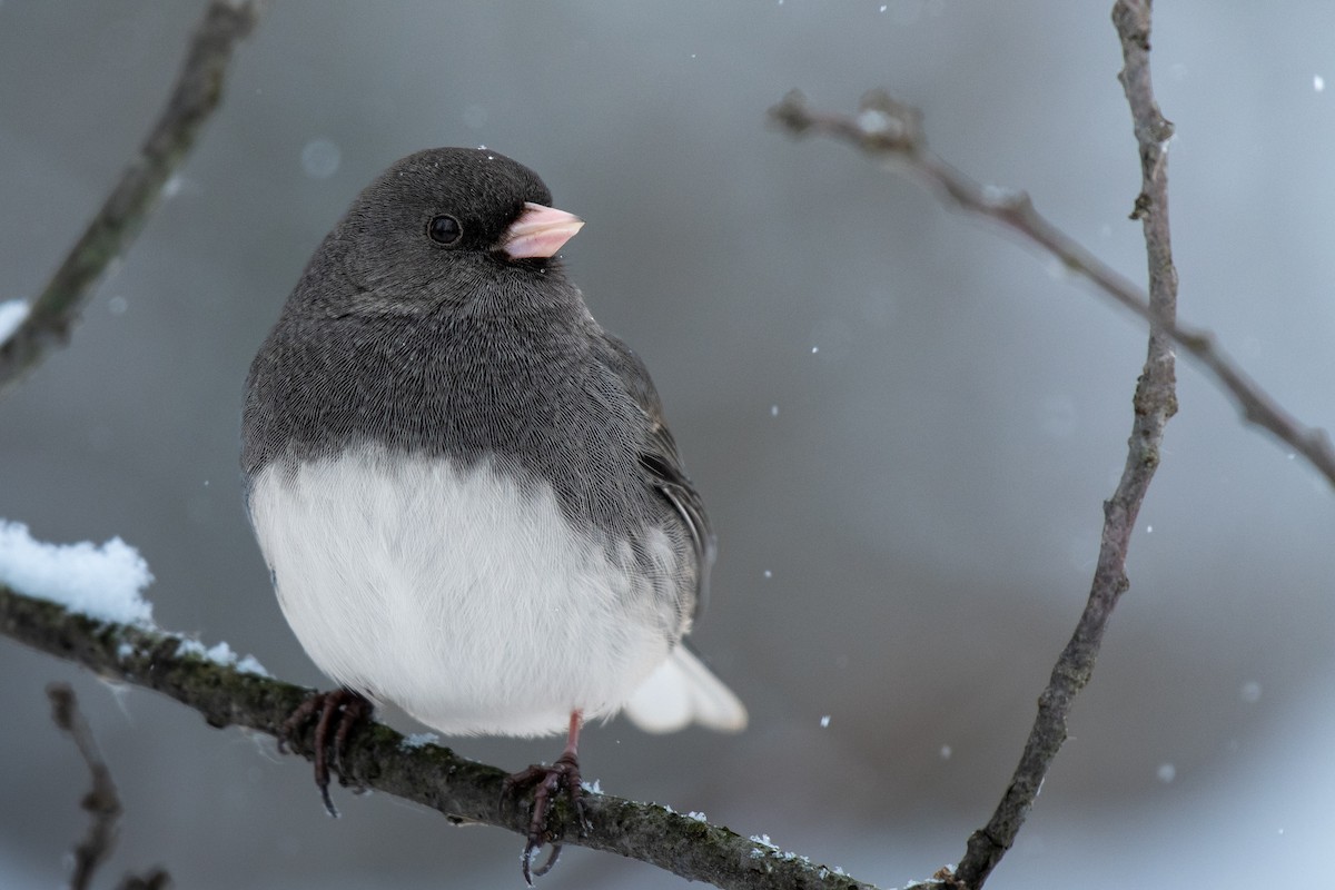 strnadec zimní - ML646619552