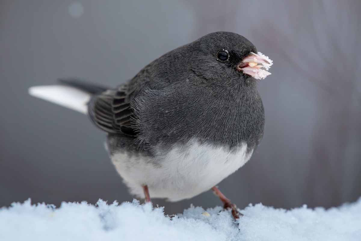 strnadec zimní - ML646619553