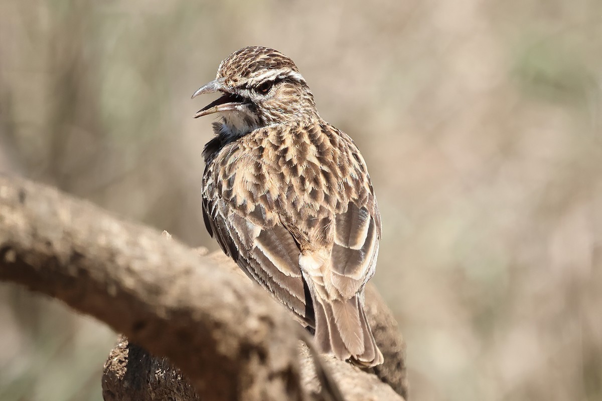 Sabota Lark - ML646619554