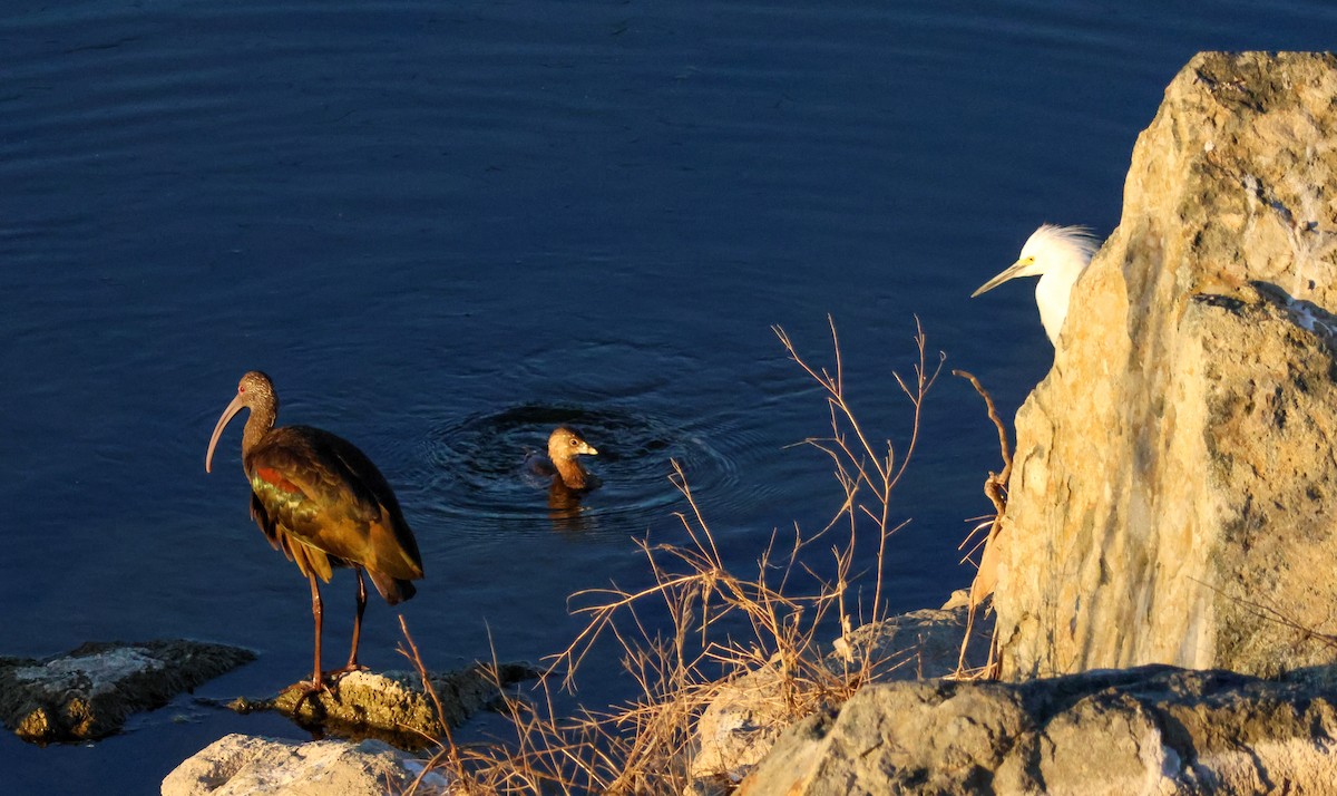 Pied-billed Grebe - ML646619558