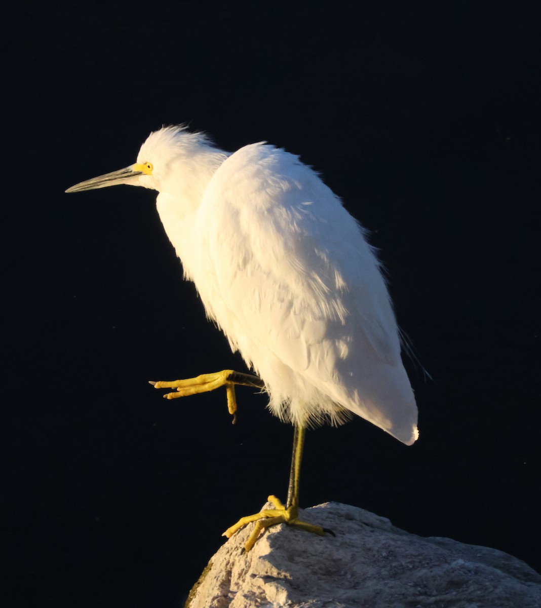 Snowy Egret - ML646619559