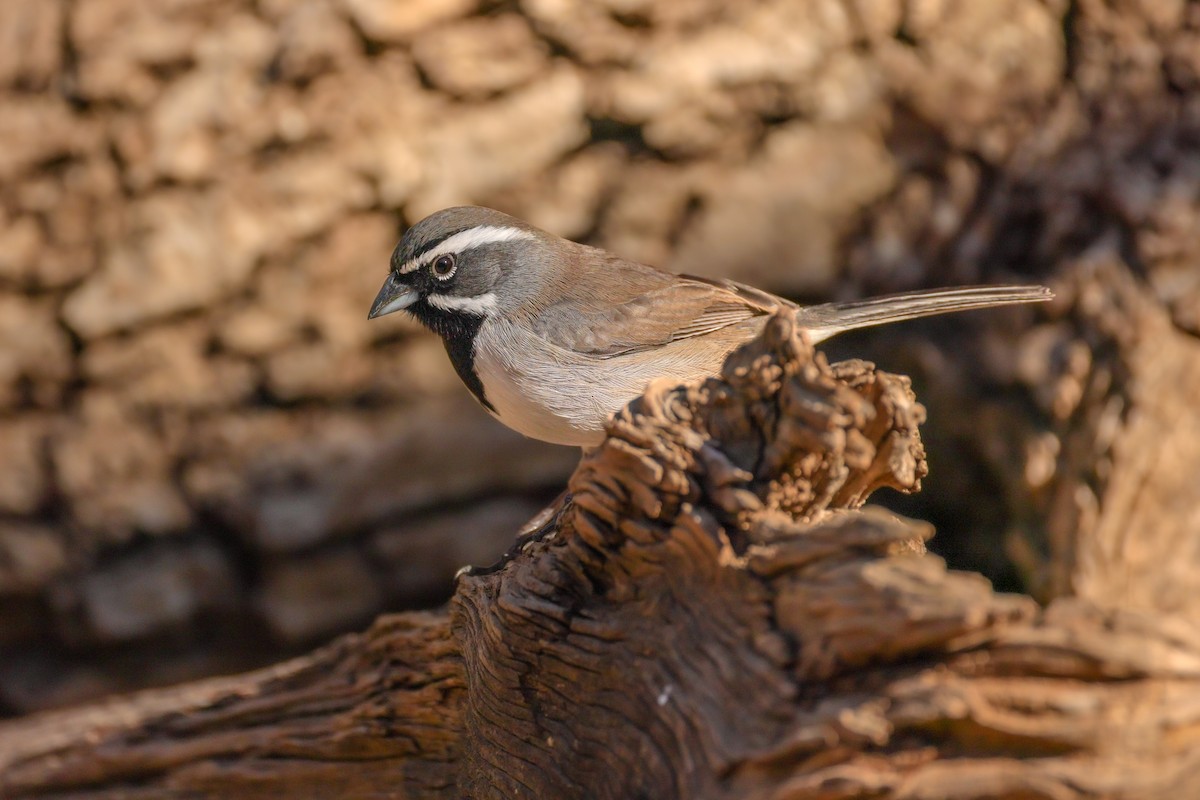 Black-throated Sparrow - ML646619560