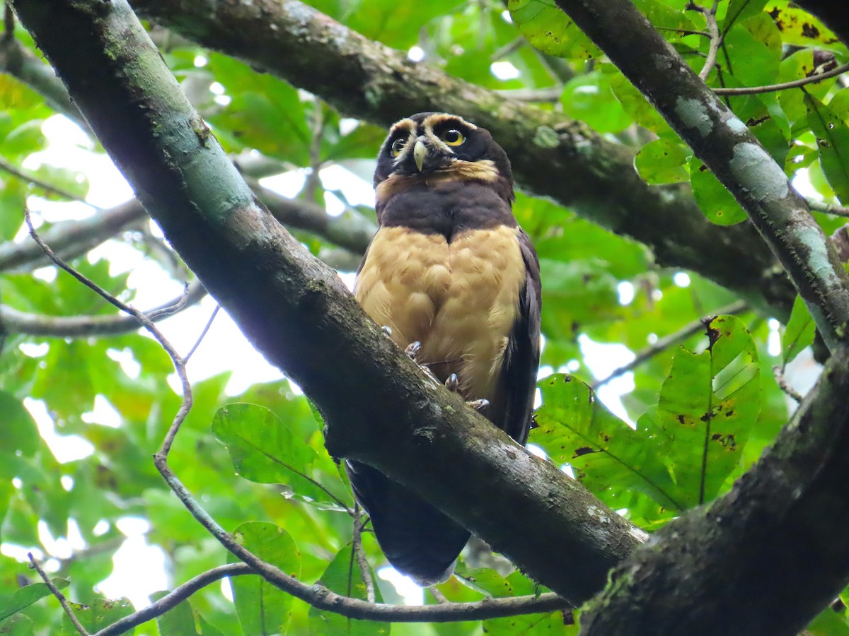 Brillenkauz - ML646619562