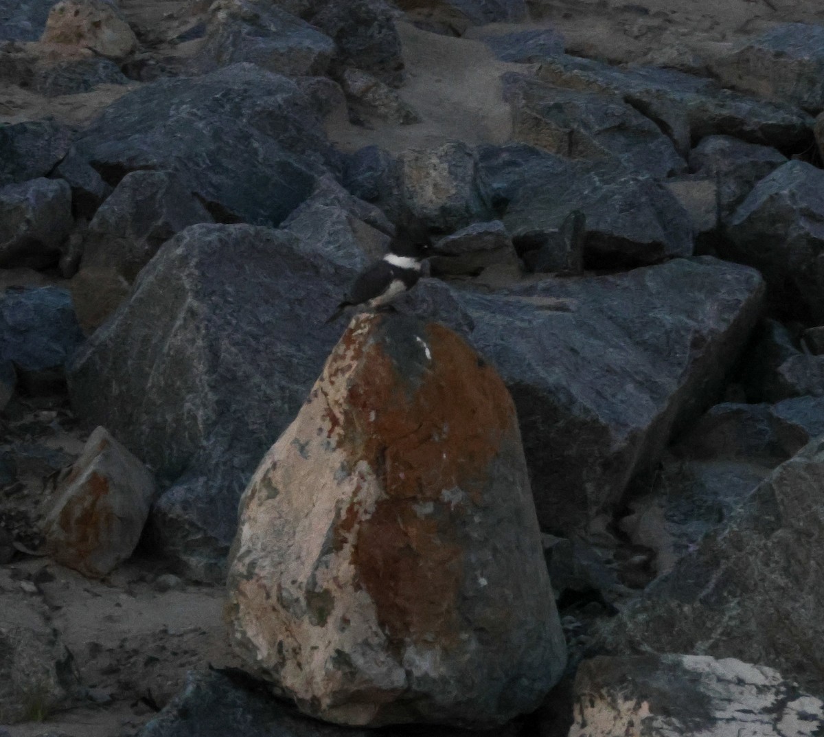 Belted Kingfisher - ML646619563