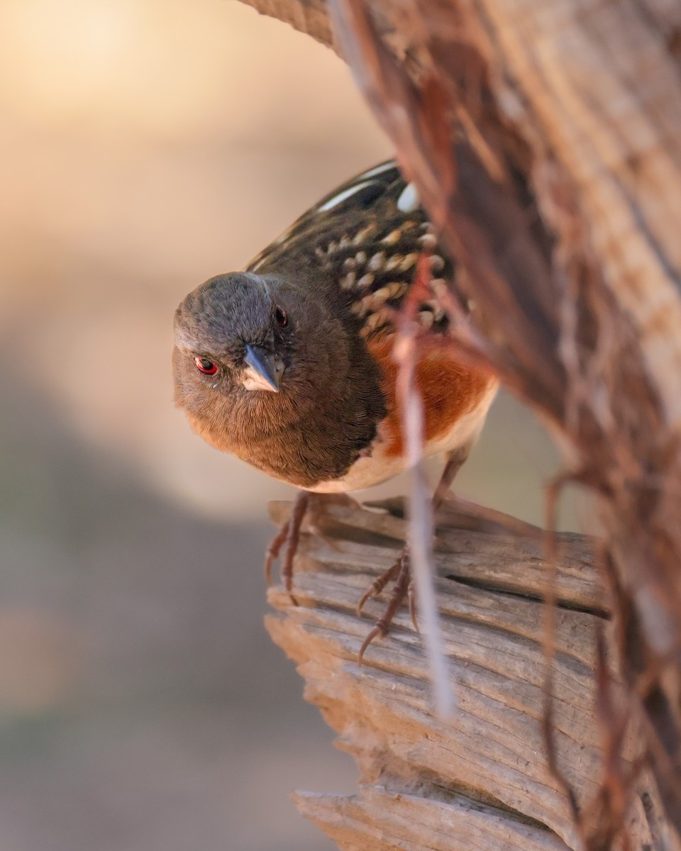 Spotted Towhee - ML646619564