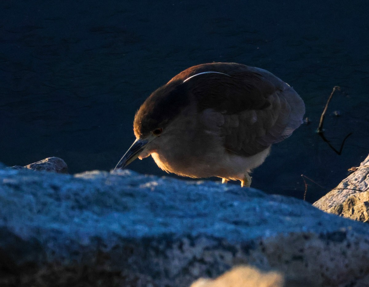 Green Heron - ML646619565