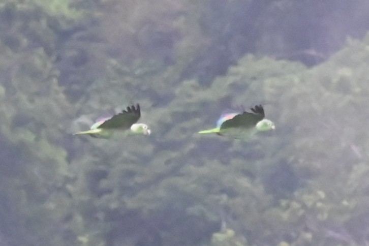 キビタイボウシインコ - ML646619567