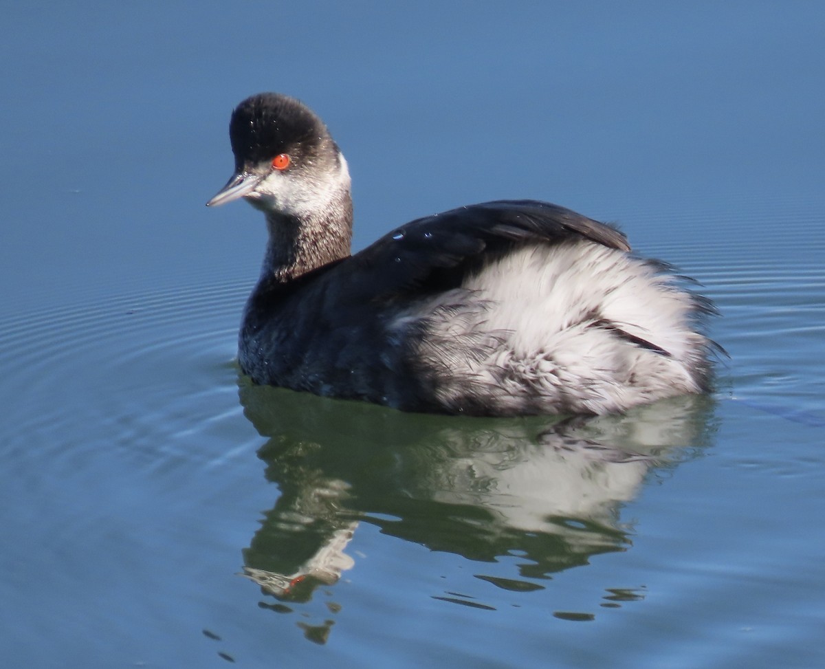 Grèbe à cou noir - ML646619568