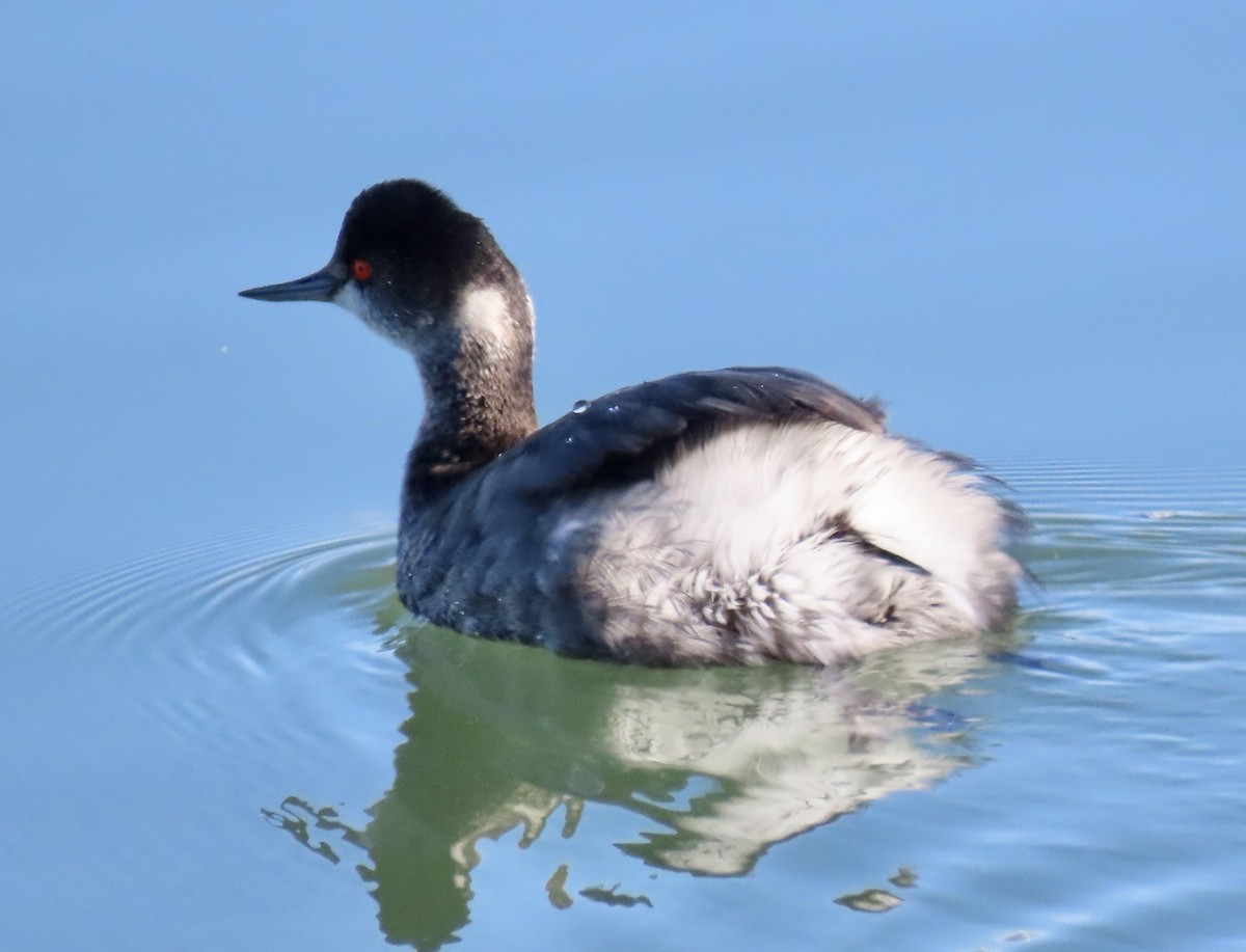 Grèbe à cou noir - ML646619569