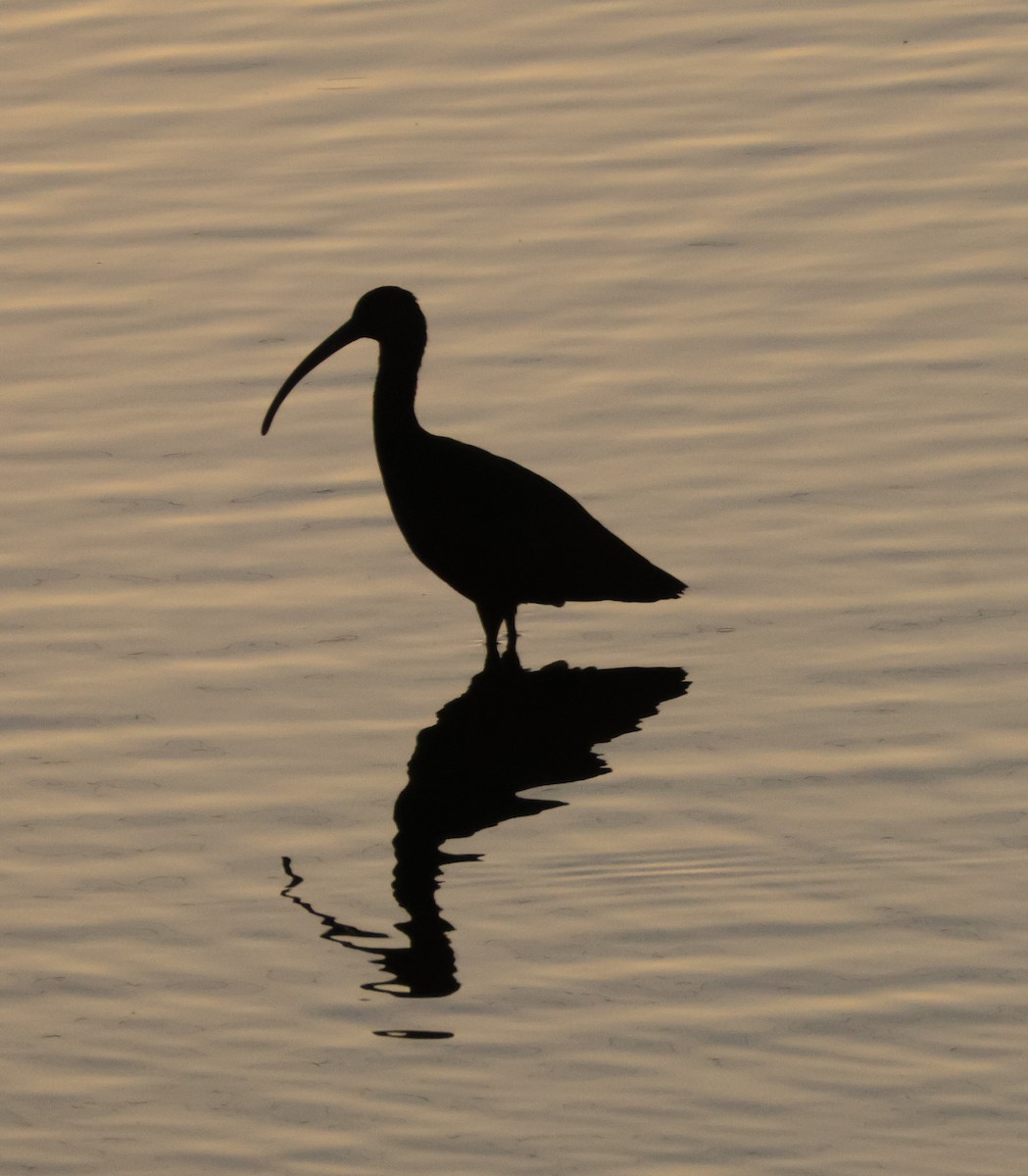 Beltzaran musuzuria - ML646619570