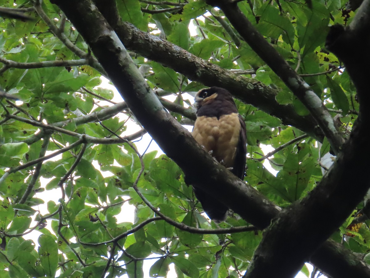 Brillenkauz - ML646619571