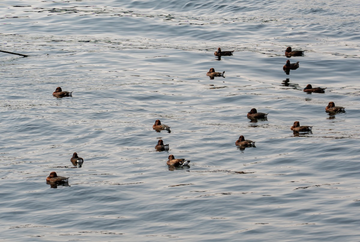 Ундар шумбуур - ML646619572