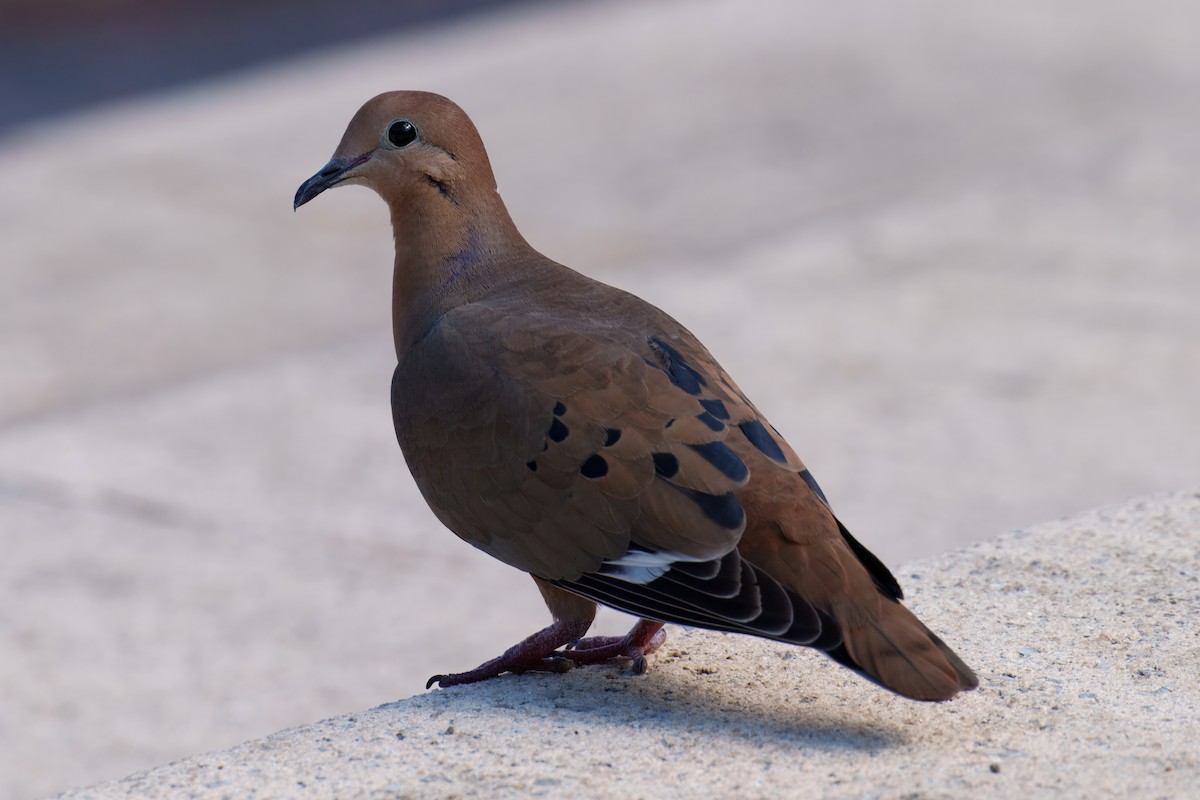 Zenaida Dove - ML646619573