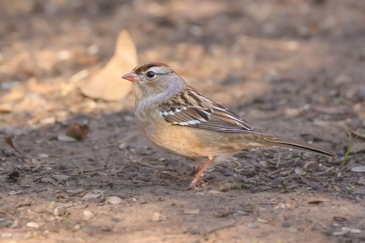 White-crowned Sparrow - ML646619574
