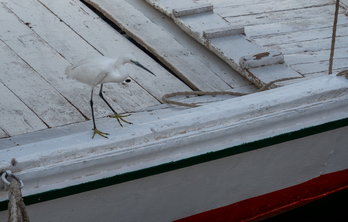 Хурган дэглий - ML646619585