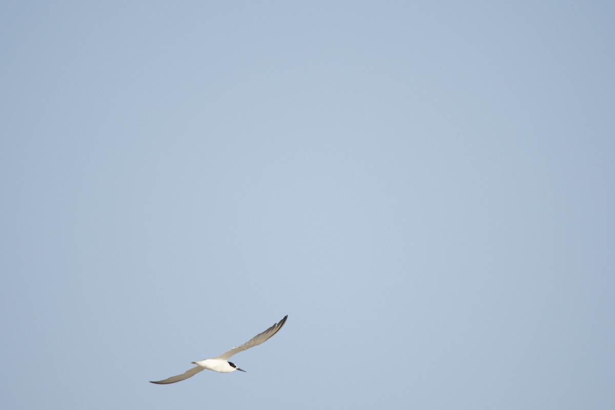 Common Tern - ML646619587