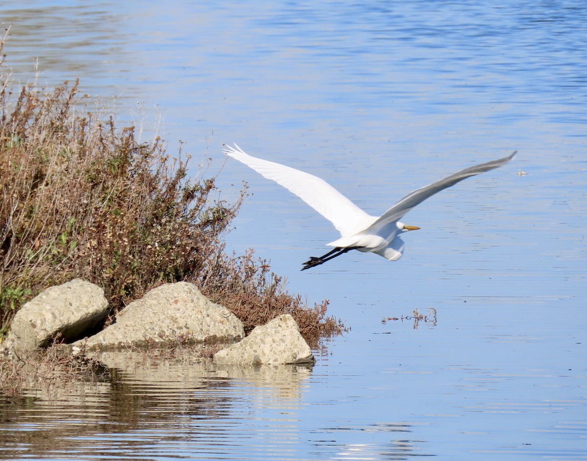 Grande Aigrette - ML646619588