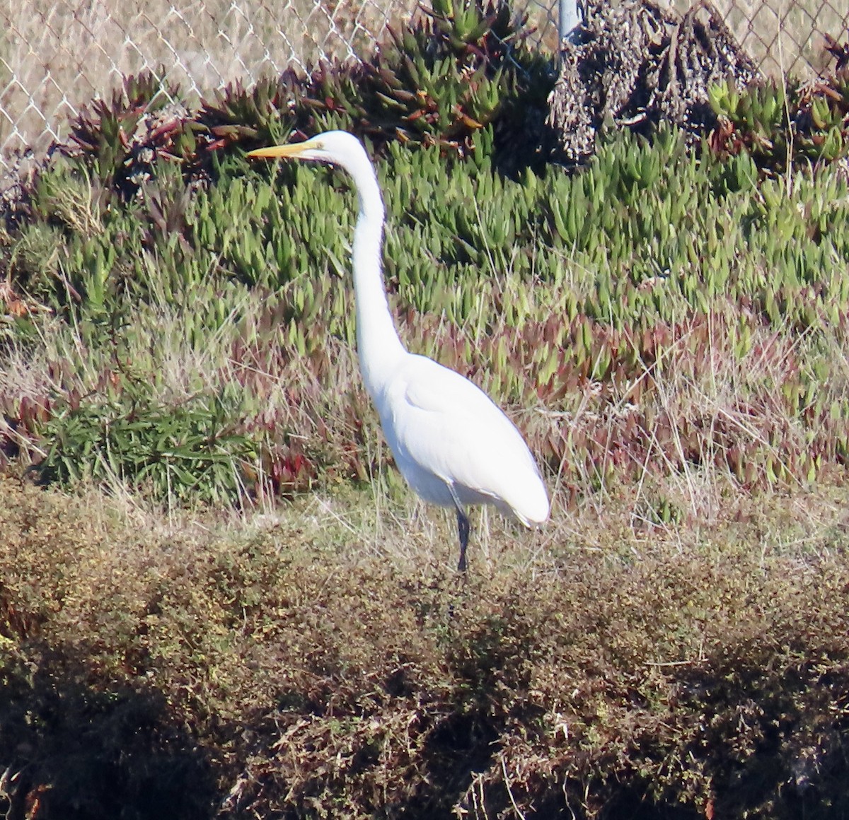 Grande Aigrette - ML646619589