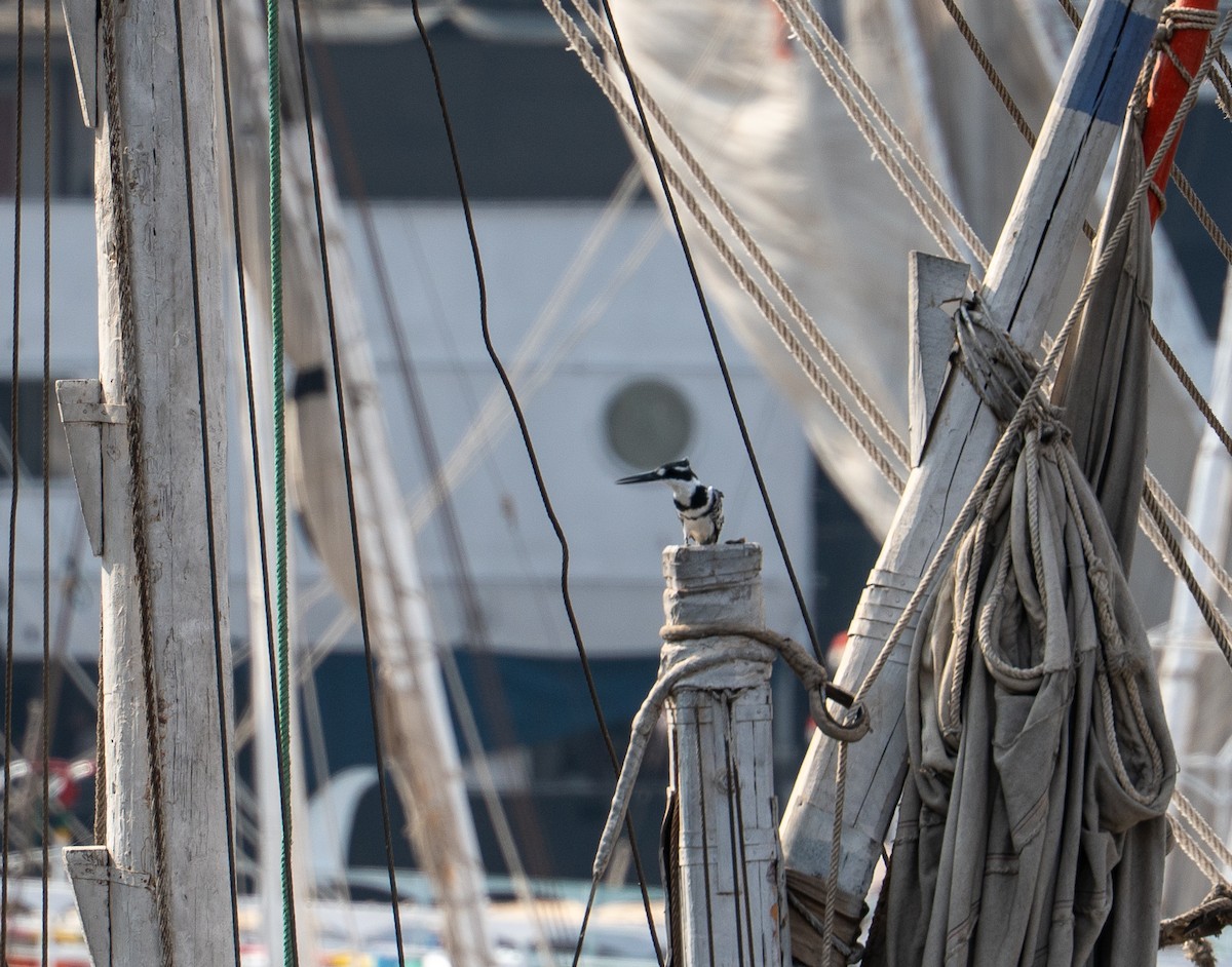 Pied Kingfisher - ML646619591