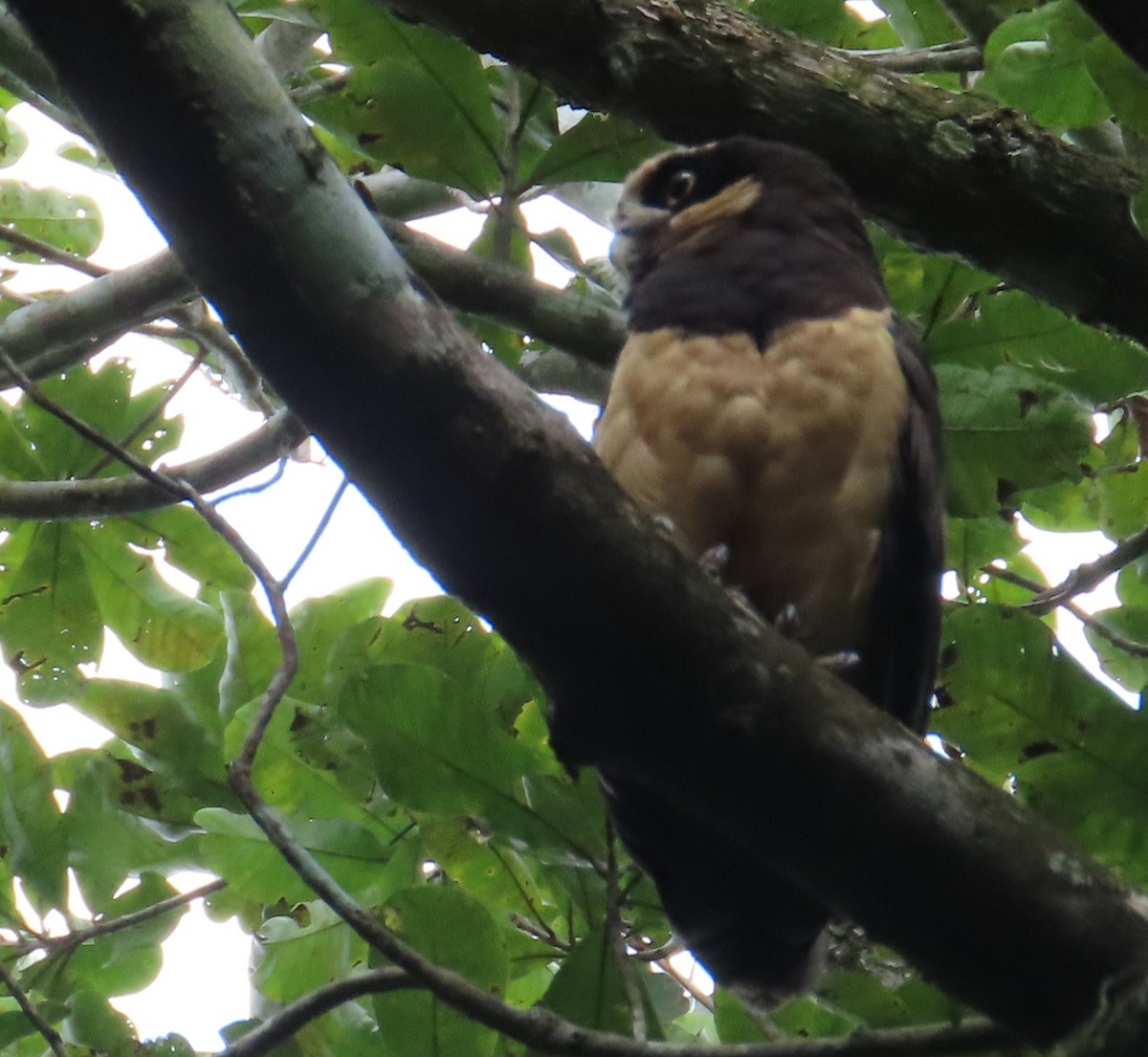 Brillenkauz - ML646619592