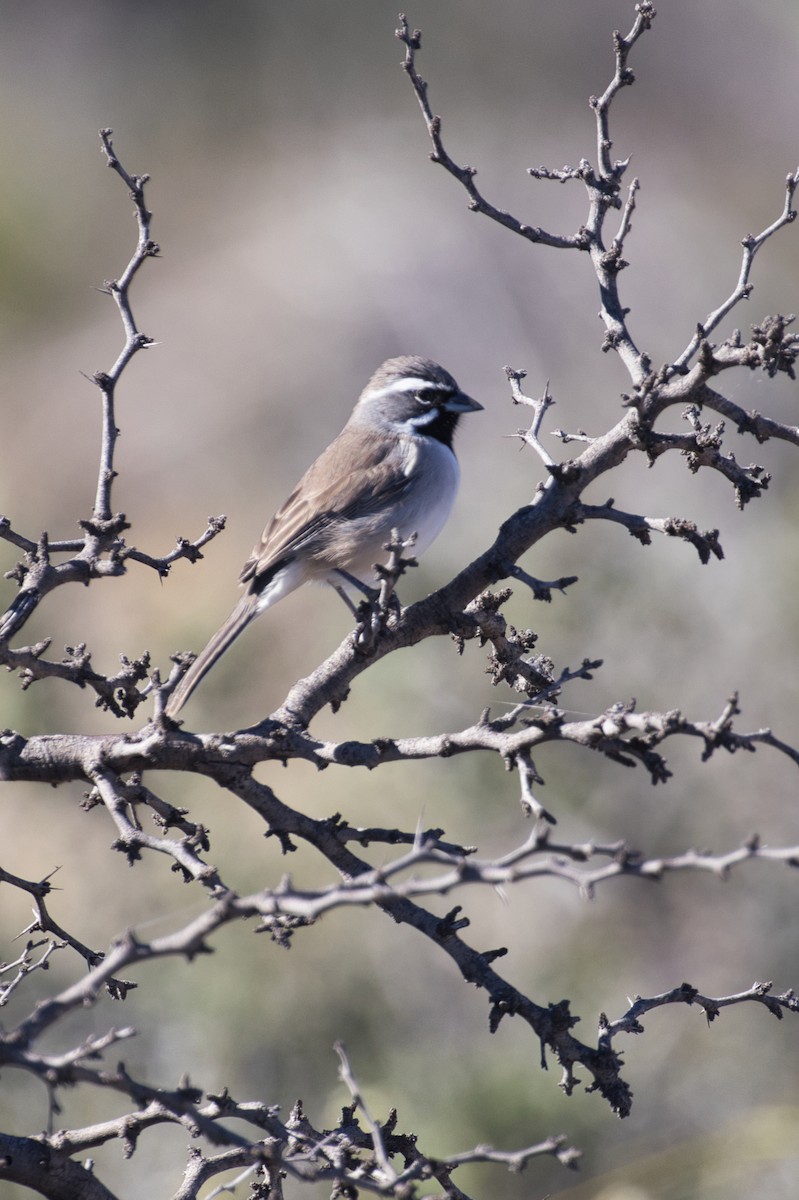 Black-throated Sparrow - ML646619593