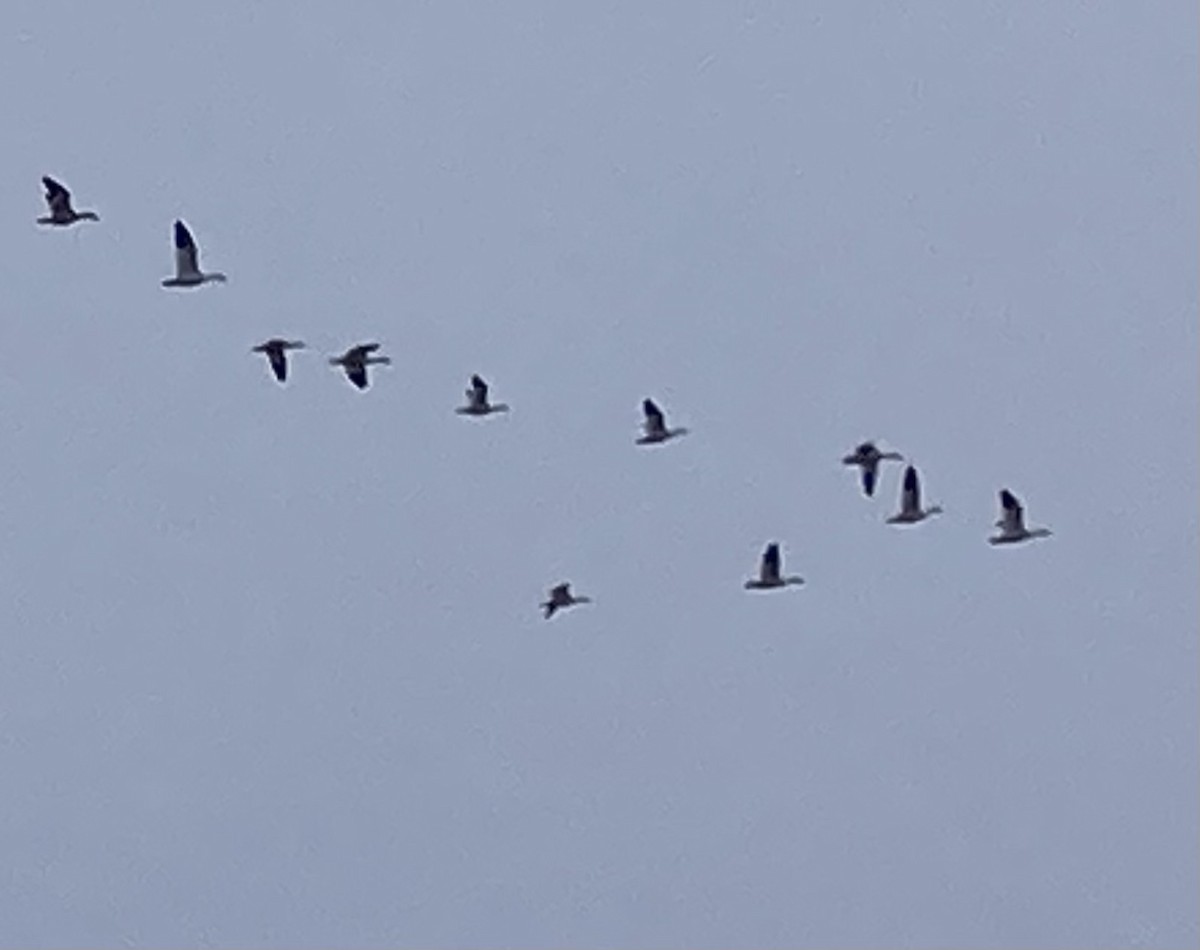 אווז קנדי - ML646619594