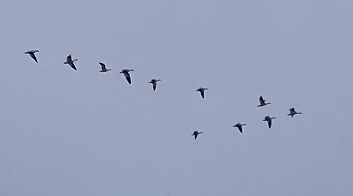 אווז קנדי - ML646619595