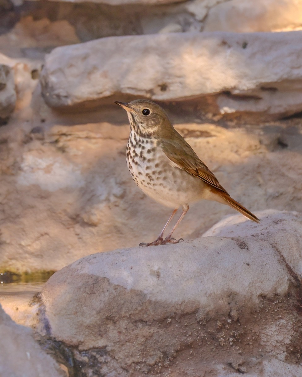 Tordo di Pallas - ML646619596