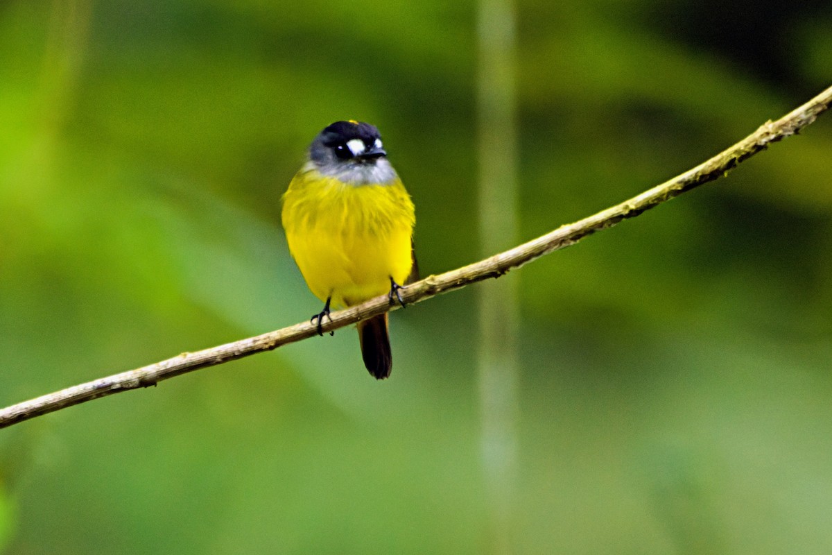 Ornate Flycatcher - ML646619597