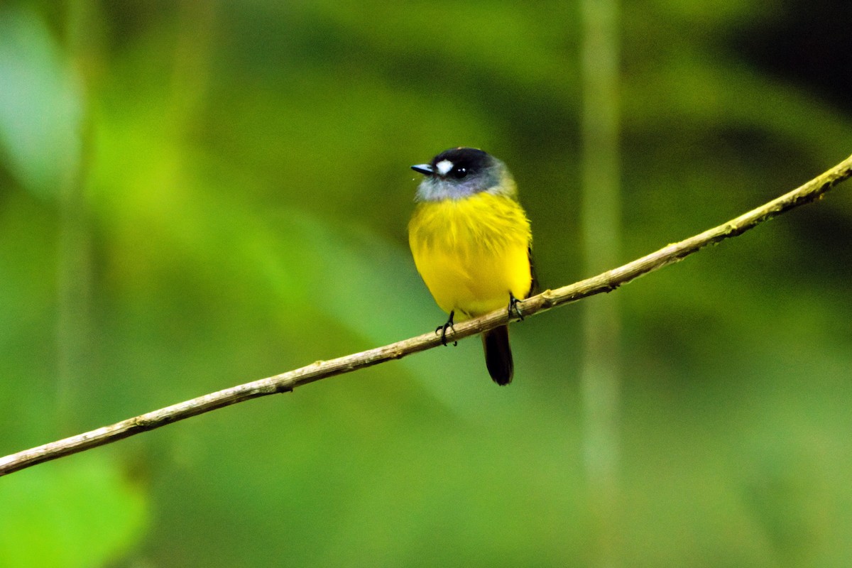 Ornate Flycatcher - ML646619598