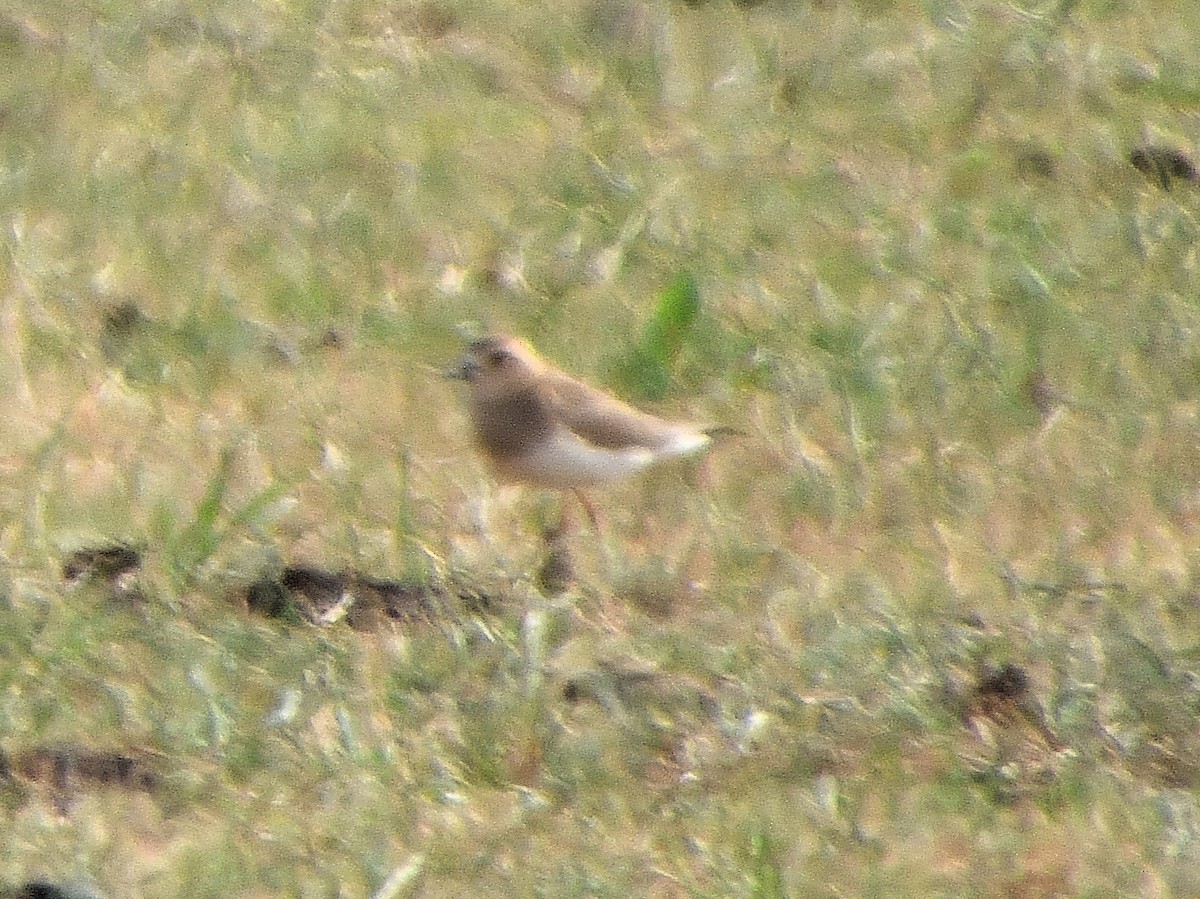 חופמי מזרחי - ML646619599