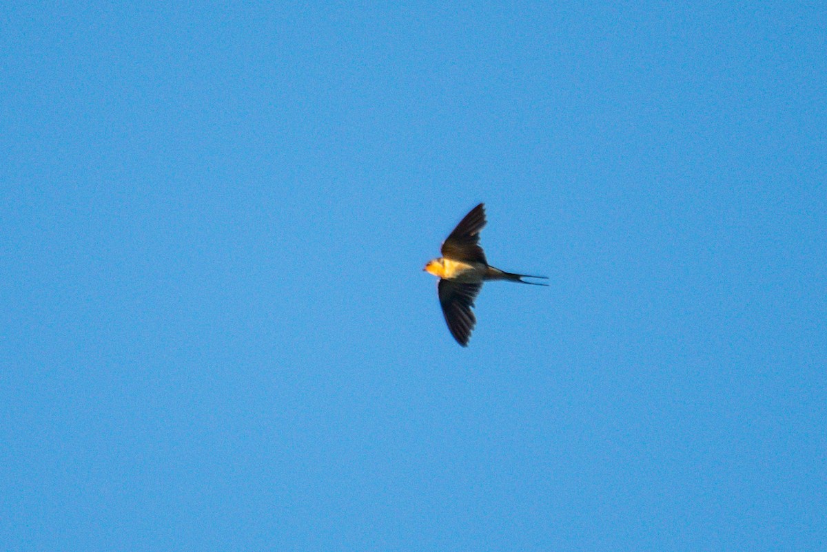 Barn Swallow - ML646619600