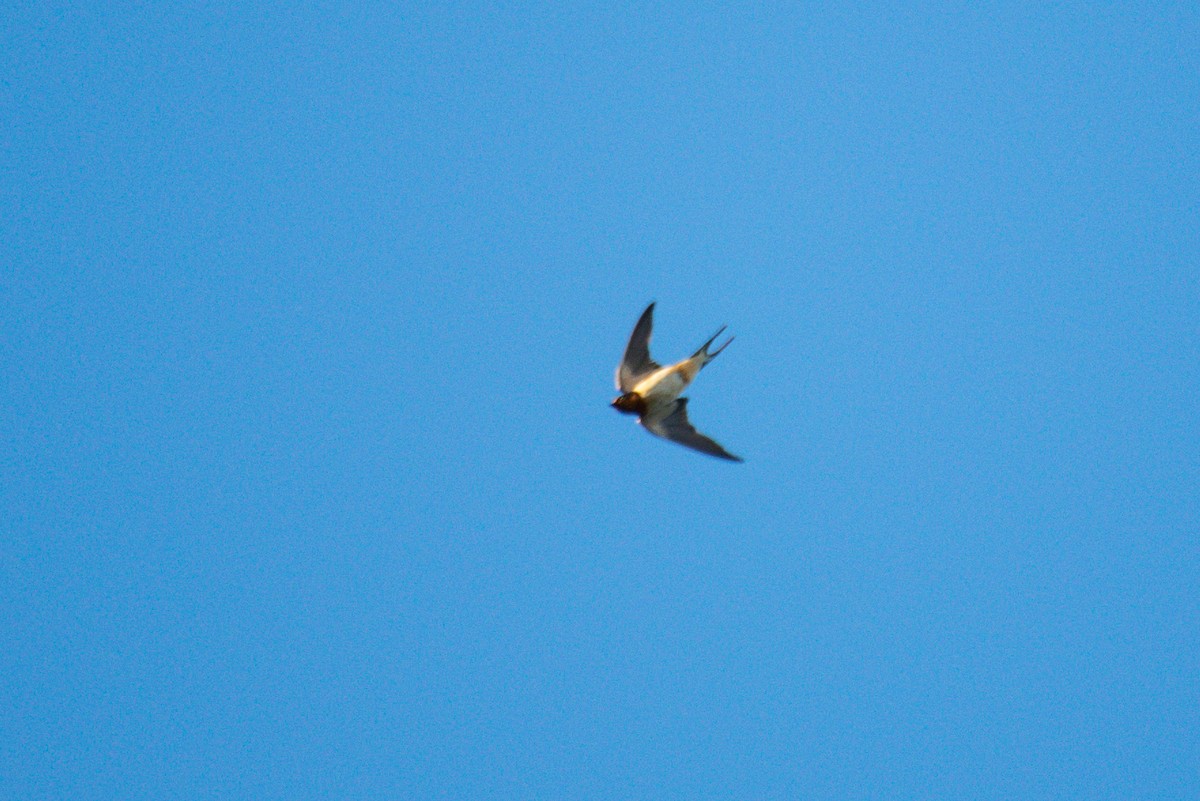 Barn Swallow - ML646619601