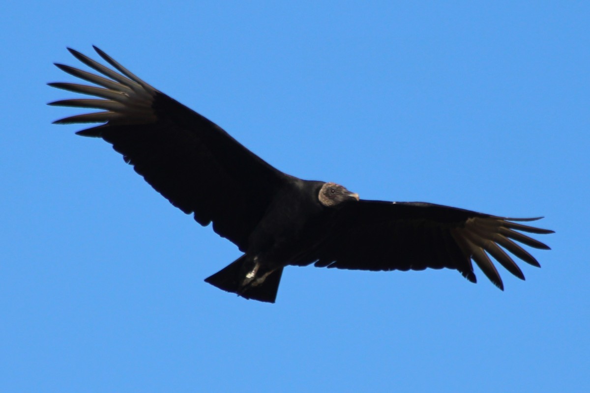 Чёрная катарта - ML646619603