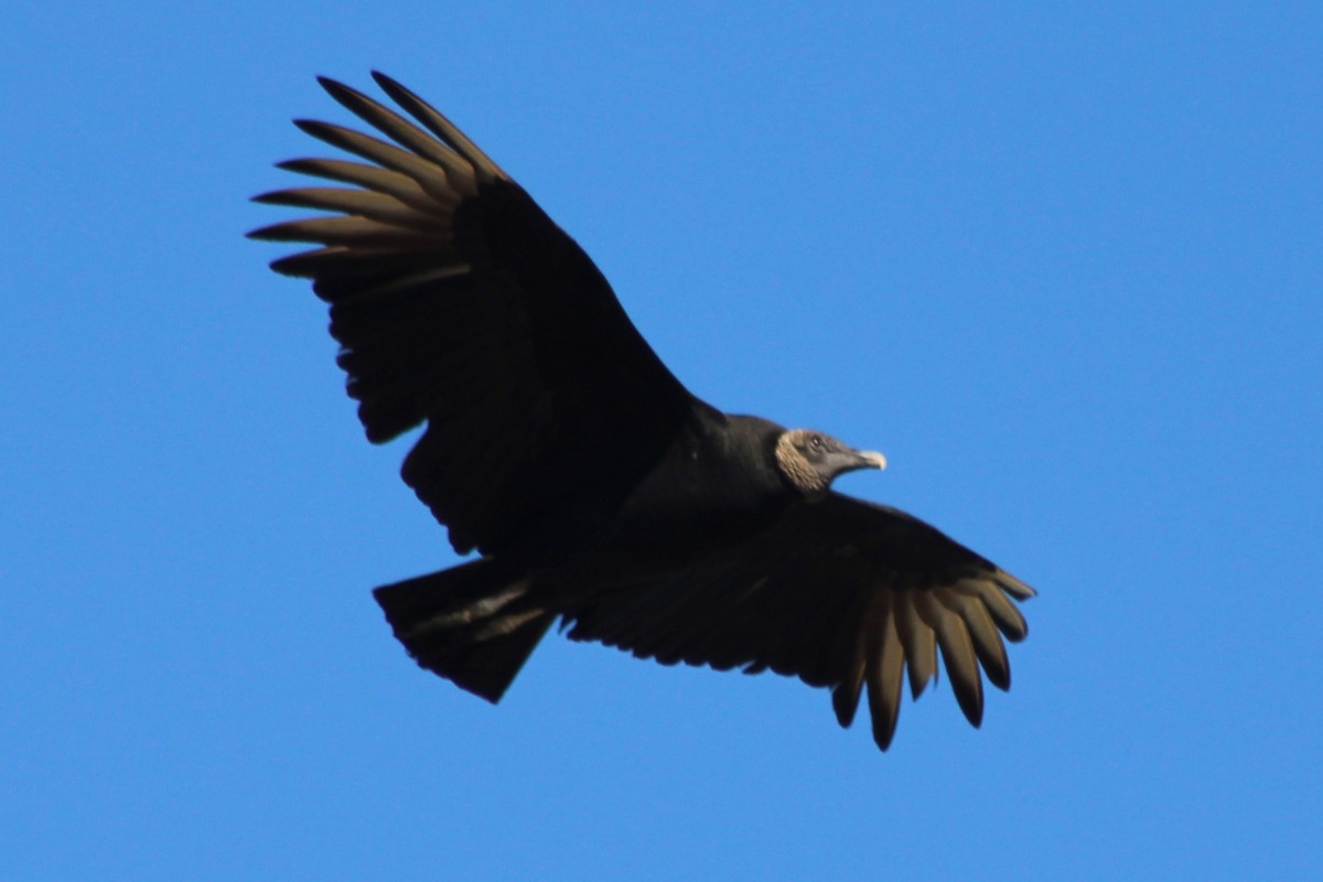 Чёрная катарта - ML646619604