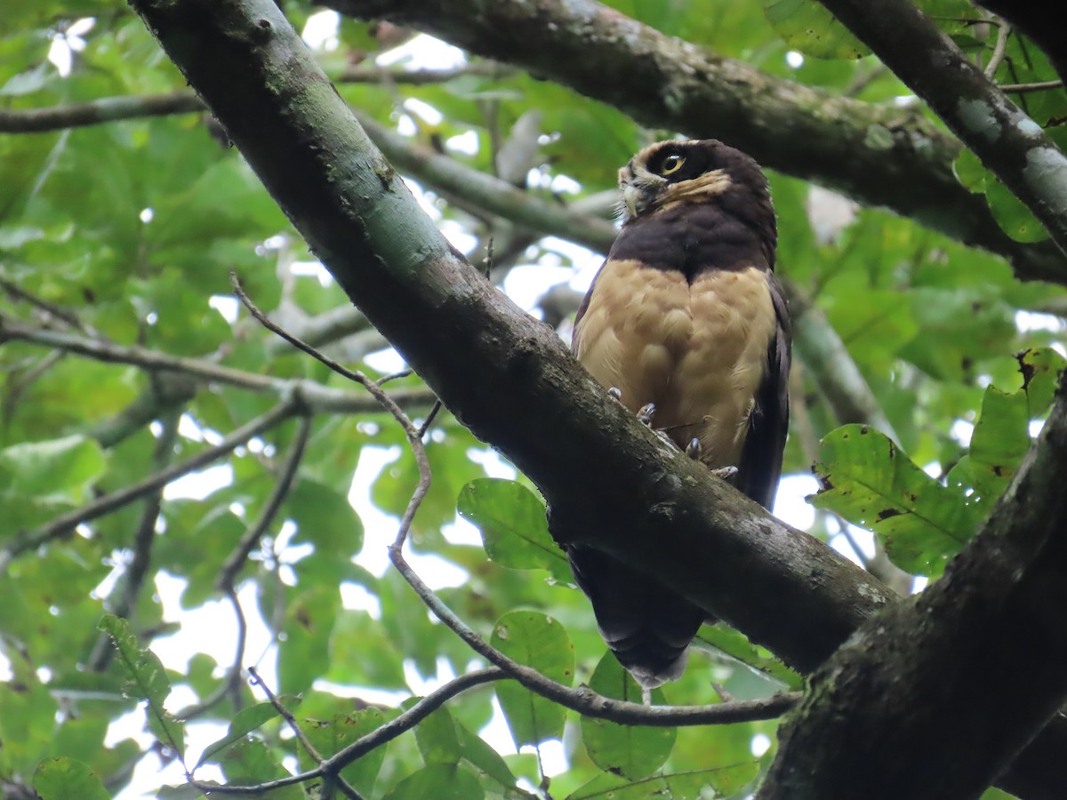 Brillenkauz - ML646619605