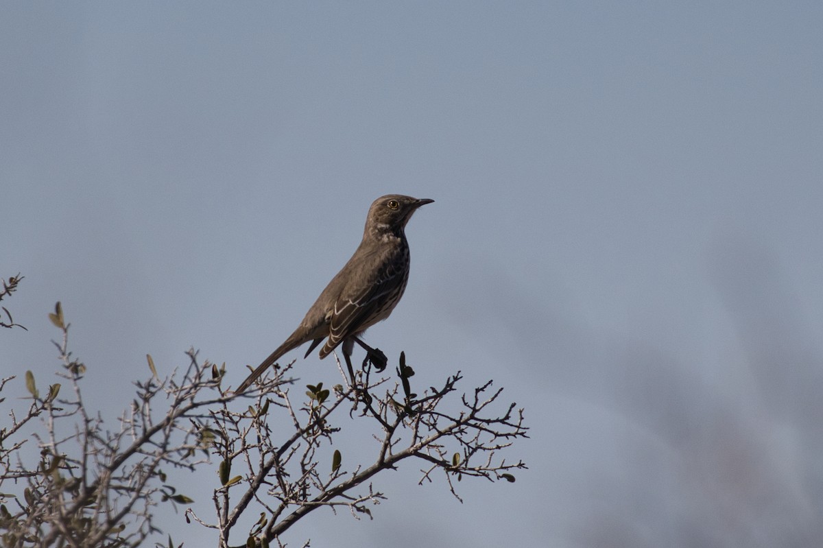 Sage Thrasher - ML646619607