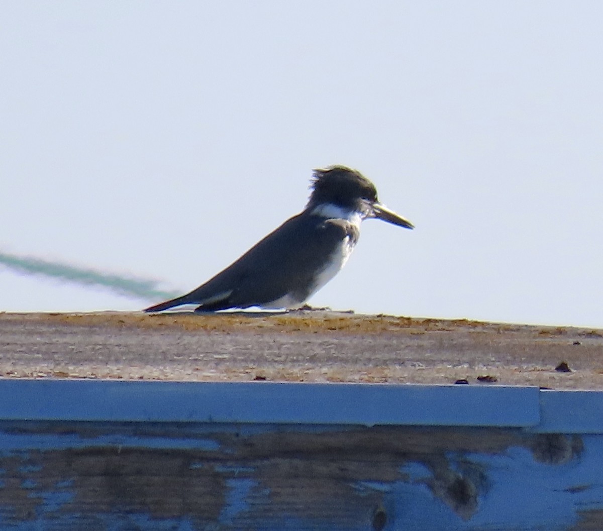 Belted Kingfisher - ML646619608