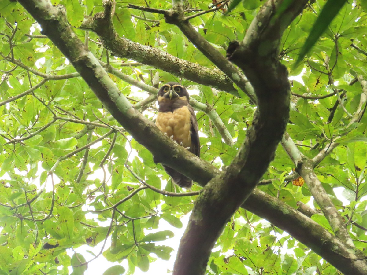 Brillenkauz - ML646619609