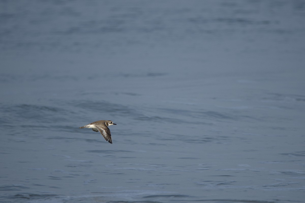 Tibetan Sand-Plover - ML646619610