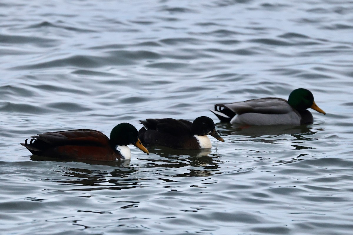 Mallard (Domestic type) - ML646619612