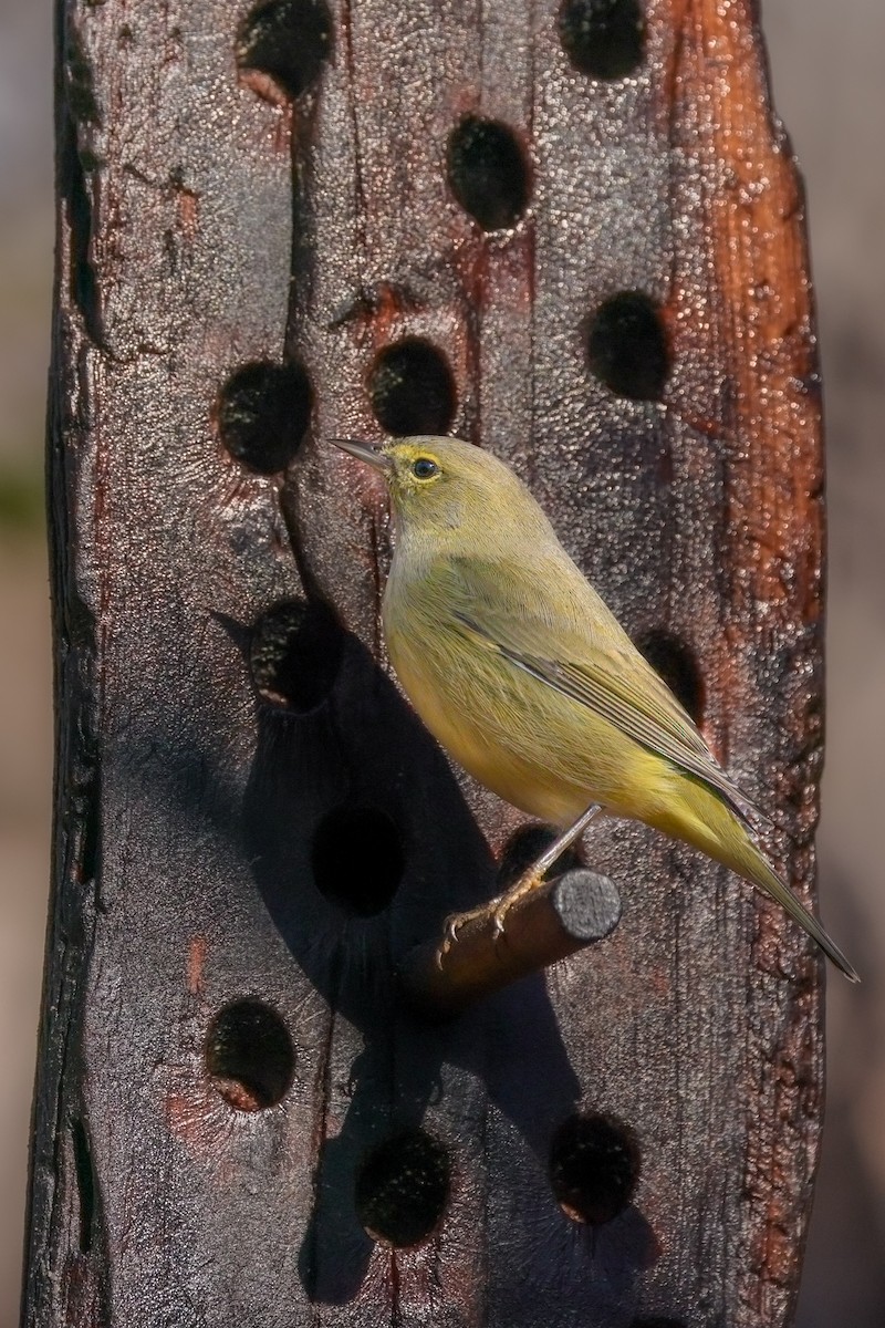 Orange-crowned Warbler - ML646619613