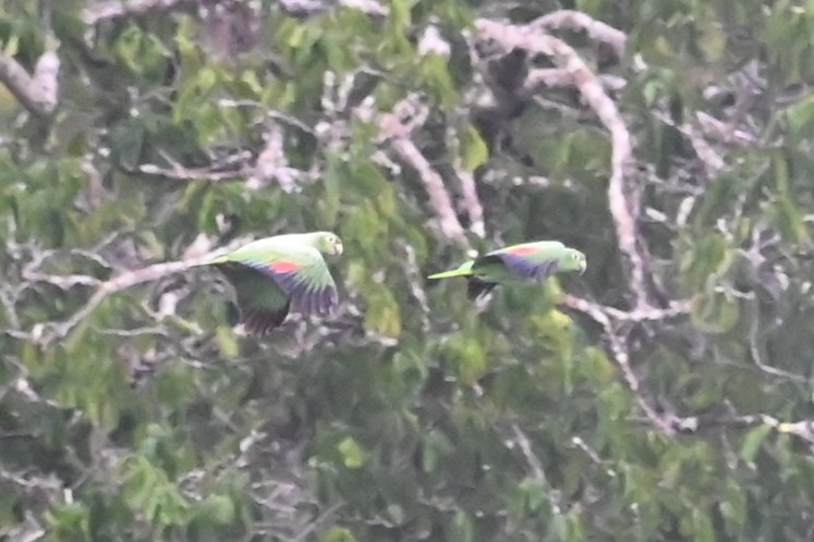 キビタイボウシインコ - ML646619614